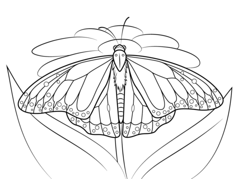 Monarch Butterfly Sits On A Daisy Coloring Page